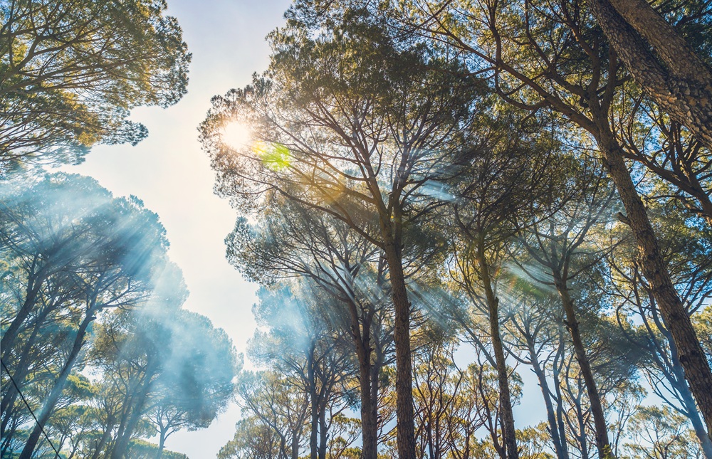 Zaproszenie na Dzień Otwarty Projektu "Bioróżnorodne Parki Krajobrazowe Województwa Śląskiego"