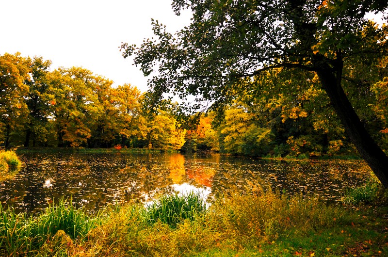 Staw otoczony drzewami. Wszystkie drzewa w kolorach jesiennych, głównie z żółtymi liśćmi. Drzewa odbijają się w wodzie.
