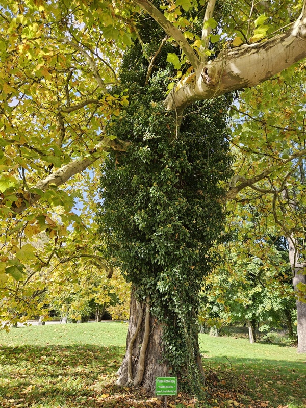 Pień grubego drzewa gęsto obrośnięty bluszczem. Pod drzewem tabliczka informacyjna. W tle niewielka łąka, za nią drzewa.