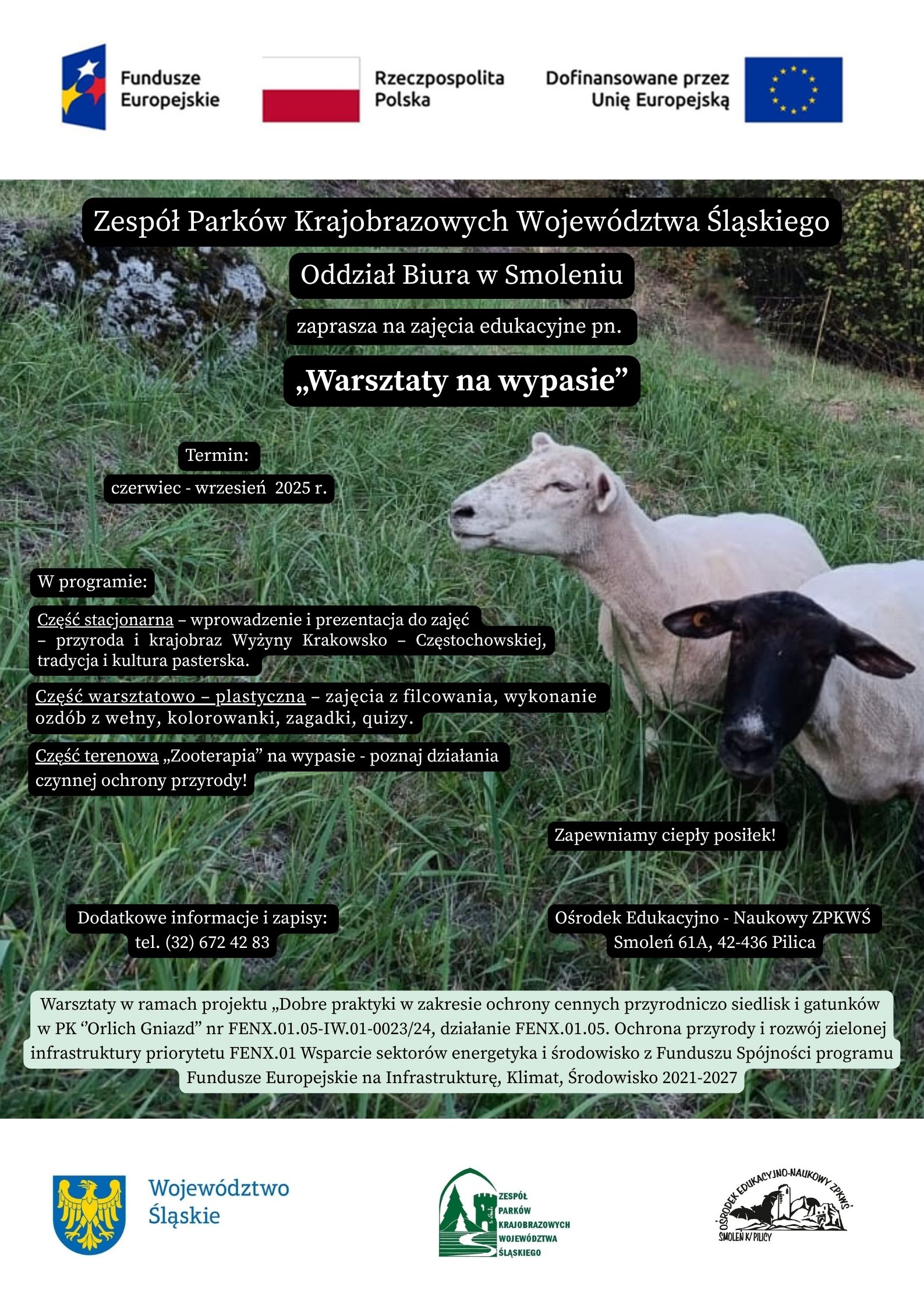 Na plakacie w górnej części widać logo Funduszy Europejskich, flagę Polski, flagę Unii Europejskiej. W dolnej części plakatu widać logotypy Województwa Śląskiego, Zespołu Parków Krajobrazowych Województwa Śląskiego oraz Ośrodka Edukacyjno-Naukowego ZPKWŚ O/Smoleniu. Na plakacie znajdują się informacje dotyczące warsztatów: „Warsztaty na wypasie” organizowane w ramach realizacji projektu „Dobre praktyki w zakresie ochrony cennych przyrodniczo siedlisk i gatunków w PK "Orlich Gniazd” nr FENX.01.05-IW.01-0023/24 działanie FENX.01.05.Ochrona przyrody i rozwój zielonej infrastruktury priorytetu FENX.01 Wsparcie sektorów energetyka i środowisko z Funduszu Spójności programu Fundusze Europejskie na Infrastrukturę, Klimat, Środowisko 2021-2027. Termin realizacji zajęć- czerwiec-wrzesień 2025.  Miejsce – Ośrodek Edukacyjno-Naukowy ZPKWŚ Smoleń 61A, 42-435 Pilica Program warsztatów - cześć stacjonarna – wprowadzenie i prezentacja do zajęć, przyroda i krajobraz Wyżyny Krakowsko – Częstochowskiej, tradycja i kultura pasterska, część warsztatowo-plastyczna – zajęcia z filcowania, wykonywanie ozdób z wełny, kolorowanki, zagadki, quizy, część terenowa – „Zooterapia” na wypasie – poznaj działania czynnej ochrony przyrody. Na plakacie znajduje się informacja o zapewnieniu ciepłego posiłku. Więcej informacji o warsztatach oraz dokonać zapisu można pod numerem telefonu: (32) 672 42 83.  Plakat ma tło na którym widać murawę kserotermiczną i pasące się owce. #FunduszeEuropejskie