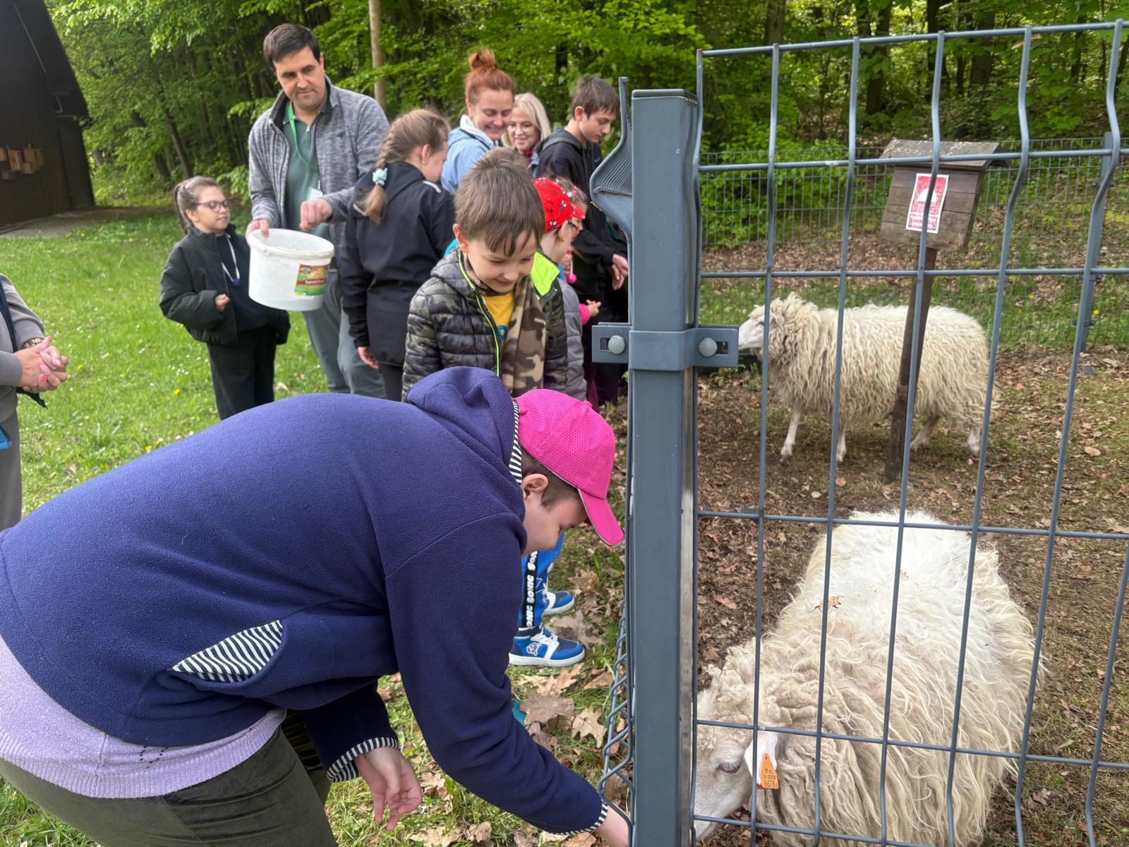 Zdjęcie przedstawia grupę osób – dzieci oraz dorosłych – odwiedzających zagrodę ze zwierzętami na świeżym powietrzu. Uczestnicy stoją wzdłuż metalowego ogrodzenia i karmią lub obserwują znajdujące się na wybiegu owce o gęstym, jasnym runie. Jeden z mężczyzn trzyma w ręku białe wiaderko z karmą, a pozostali członkowie grupy z zaciekawieniem przyglądają się zwierzętom. W tle widoczna jest zielona trawa, drzewa oraz fragment drewnianego budynku.